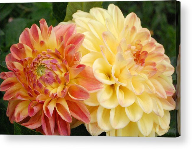 Dahlia Acrylic Print featuring the photograph Yellow and Orange Dahlias 1 by Amy Fose