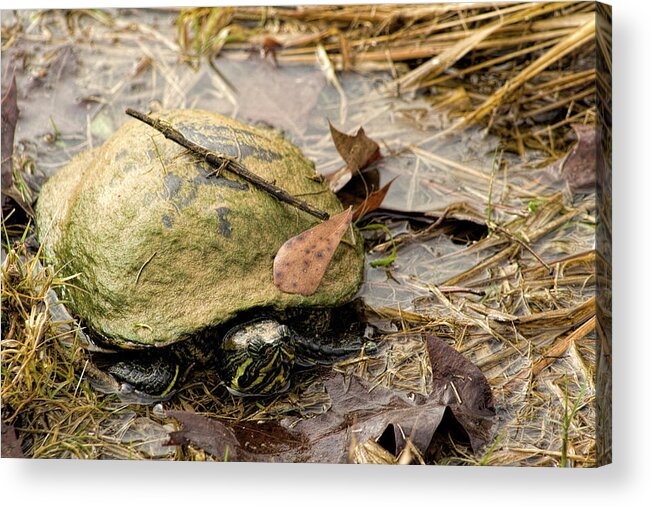 Yellow Bellied Slider Acrylic Print featuring the photograph Yellow Bellied Turtle Pond Creature by Kathy Clark
