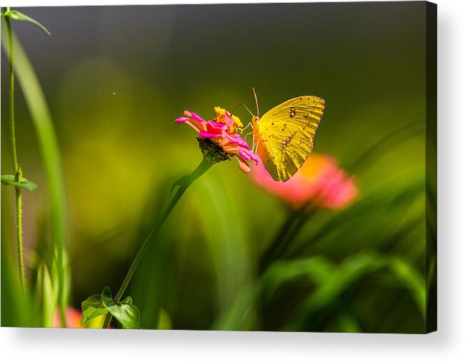 Flowers Acrylic Print featuring the photograph Yellow Butterfly on Zinnia by Ed Stines