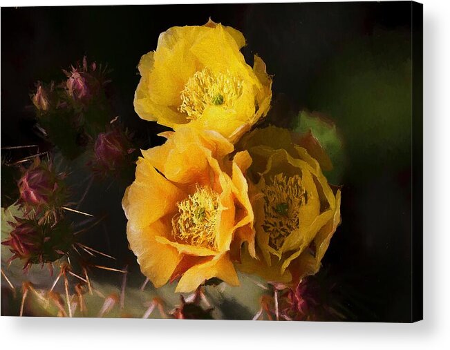 Cactus Flowers Acrylic Print featuring the mixed media Yellow cactus flowers by Tatiana Travelways