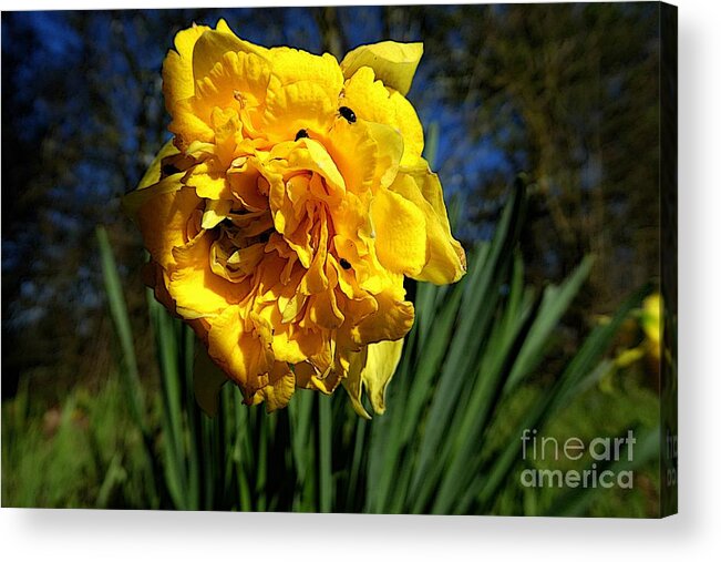 Digital Art Acrylic Print featuring the photograph Yellow Daffodil 4 by Jean Bernard Roussilhe