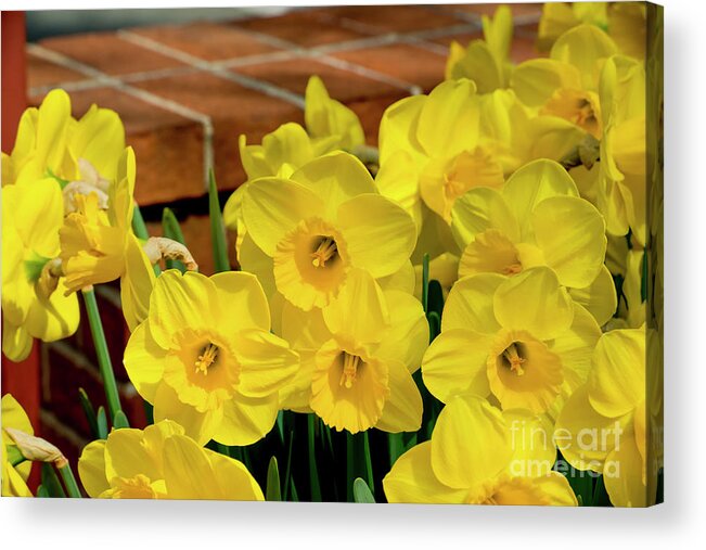 Daffodils Acrylic Print featuring the photograph Yellow Daffodils, 1 by Glenn Franco Simmons