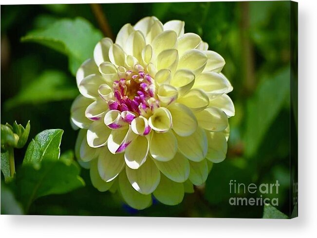 Art Acrylic Print featuring the photograph Yellow Dahlia by Jeannie Rhode
