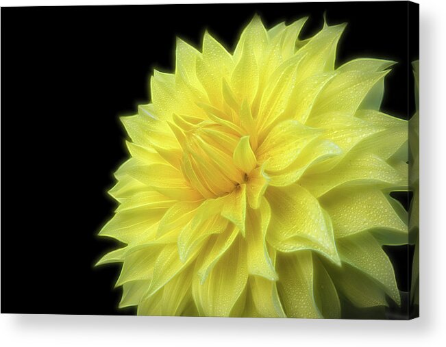 Dahlia Photography Acrylic Print featuring the photograph Yellow Dandy by Judi Kubes