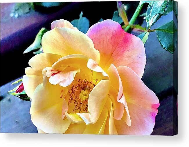 Rose Acrylic Print featuring the digital art Yellow Deck Rose by Nancy Olivia Hoffmann