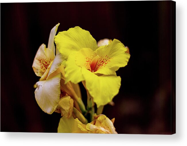 Yellow Acrylic Print featuring the photograph Yellow Flower on Black by Randy Bayne
