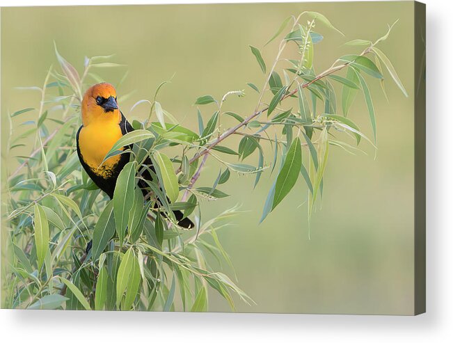 Yellow Acrylic Print featuring the photograph Yellow-headed Blackbird by Patti Deters