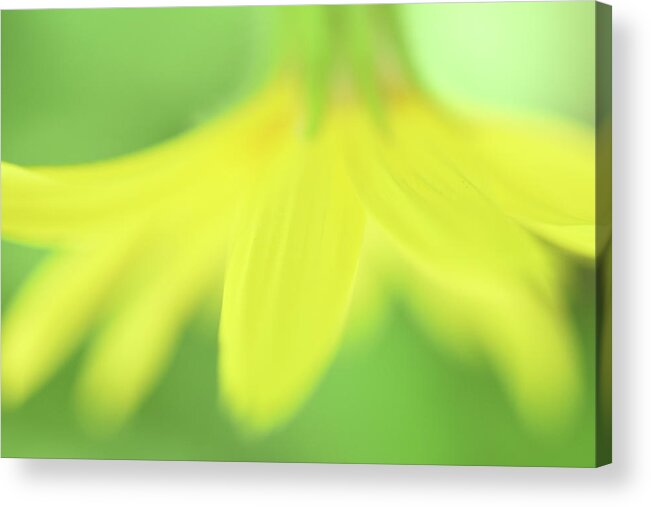 Yellow Flowers Acrylic Print featuring the photograph Yellow Impressions by Leanna Kotter