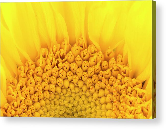 Yellow Acrylic Print featuring the photograph Yellow by Kyle Wasielewski