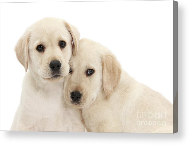 Labrador Retriever Acrylic Print featuring the photograph Yellow Labrador Retriever puppies by Warren Photographic