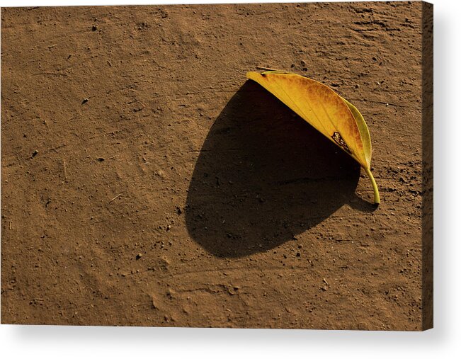 Yellow Leaf Acrylic Print featuring the photograph Yellow Leaf by Prakash Ghai
