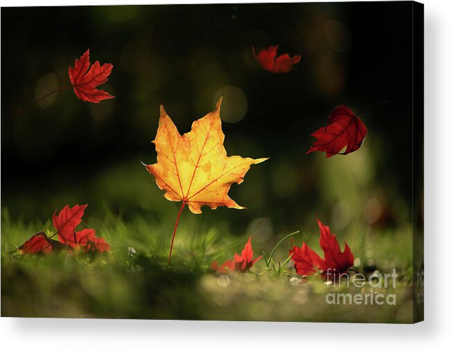 Fall Leaves Acrylic Print featuring the photograph Yellow Maple Leaf by Naomi Maya
