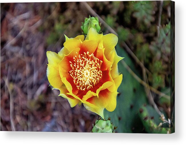 Flower Acrylic Print featuring the photograph Yellow Orange Cactus Flower by Matt Sexton