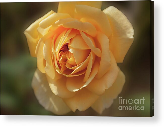 Floral Acrylic Print featuring the photograph Yellow Rose by Elaine Teague