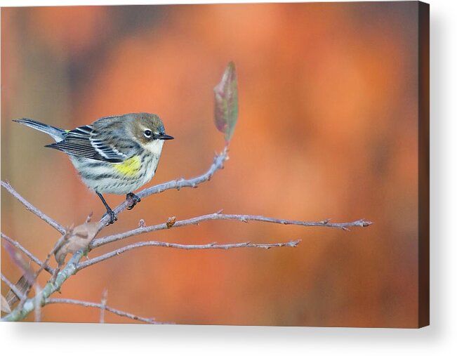 Yellow Rumped Warbler Acrylic Print featuring the photograph Yellow Rumped Warbler at Patsy Pond by Bob Decker