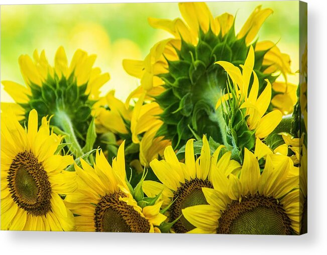 Sunflower Acrylic Print featuring the photograph Yellow Splendor by Mary Ann Artz