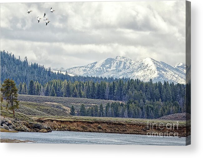 Pelican Acrylic Print featuring the photograph Yellowstone Flight by Natural Focal Point Photography