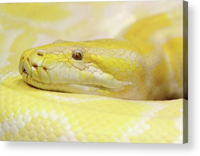 Python Acrylic Print featuring the photograph Yesssss Yellow by Lens Art Photography By Larry Trager