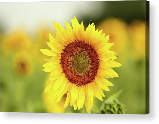 Sunflower Acrylic Print featuring the photograph Yooo Hooo by Lens Art Photography By Larry Trager