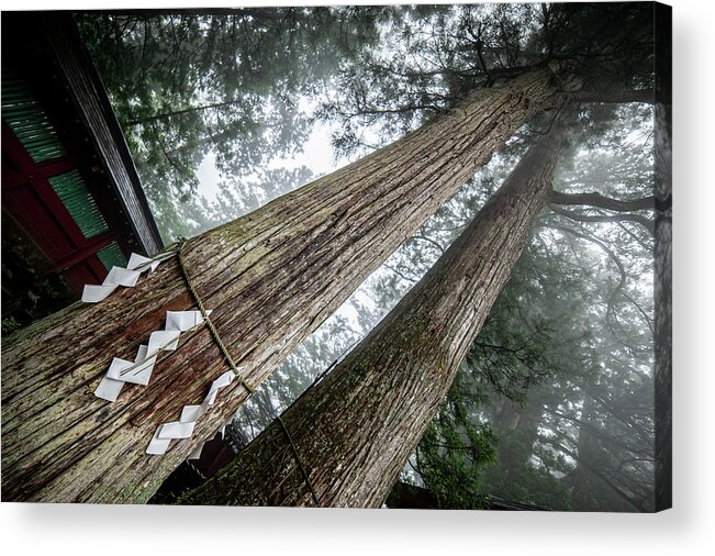 Trees Acrylic Print featuring the photograph Yorishiro Trees, Nikko. Japan by Lie Yim