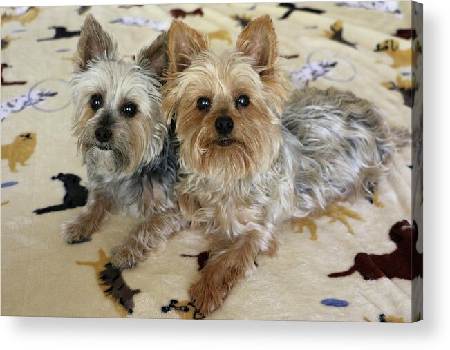 Animal Acrylic Print featuring the photograph Yorkie pair on dog blanket by Dawn Richards