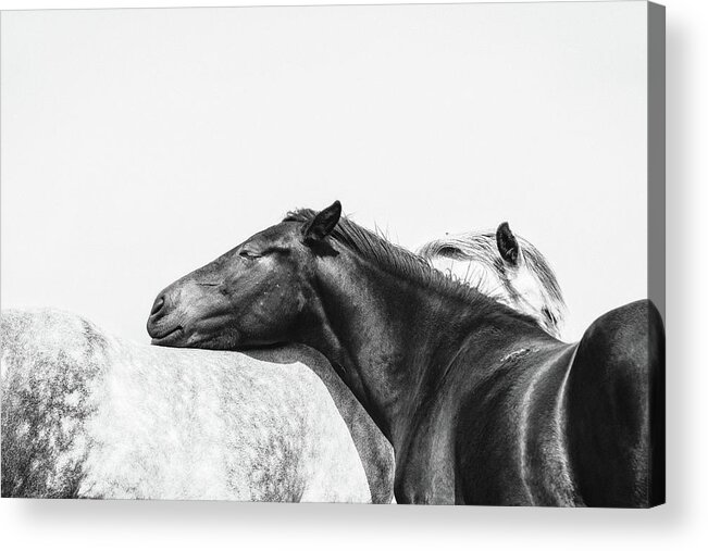 Photographs Acrylic Print featuring the photograph You Mean the World to me II - Horse Art by Lisa Saint