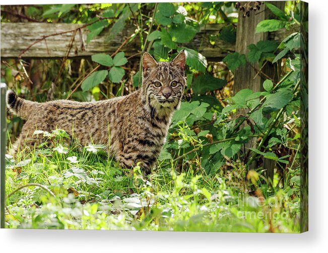 Kmaphoto Acrylic Print featuring the photograph Young Bobcat by Kristine Anderson