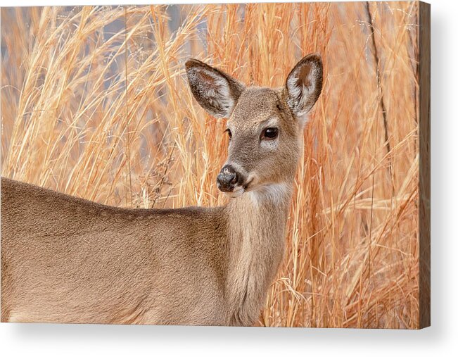 Animal Acrylic Print featuring the photograph Young Deer in Tall Grass Closeup by Joni Eskridge