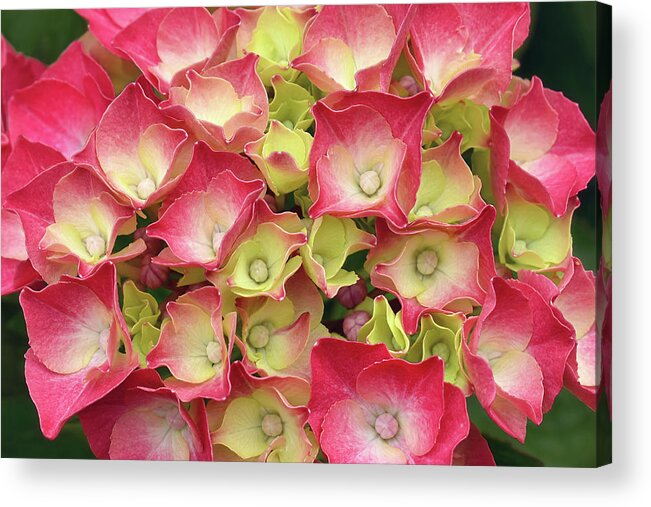 Hydrangea Acrylic Print featuring the photograph Young French Hydrangea by Maria Meester