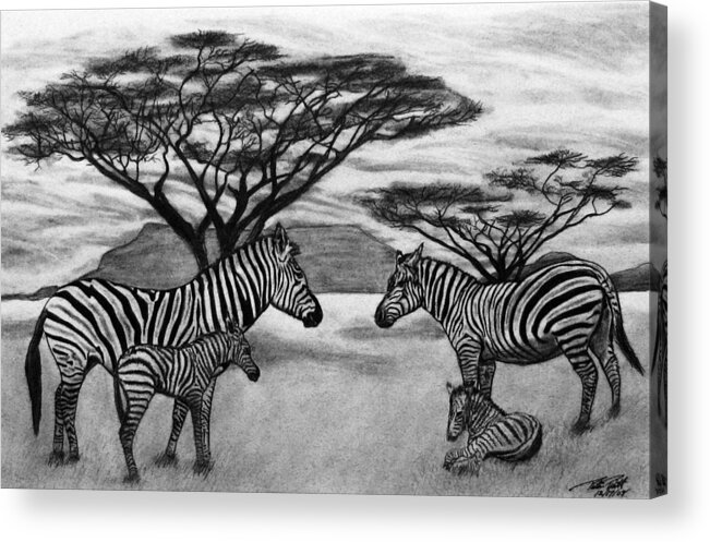 Zebra Outback Acrylic Print featuring the drawing Zebra African Outback by Peter Piatt