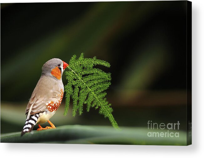 Zebra Acrylic Print featuring the photograph Zebra finch by Frederic Bourrigaud