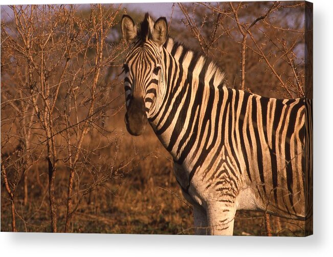 Africa Acrylic Print featuring the photograph Zebra Portrait at Sunset by Russ Considine