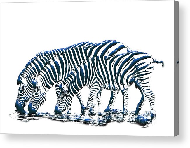 Zebra Acrylic Print featuring the digital art Zebras by John Haldane