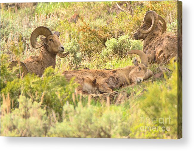 Bighorn Acrylic Print featuring the photograph Zonked Out by Adam Jewell