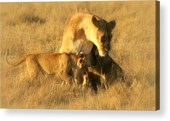 Lioness Acrylic Print featuring the photograph Family by Sue Long