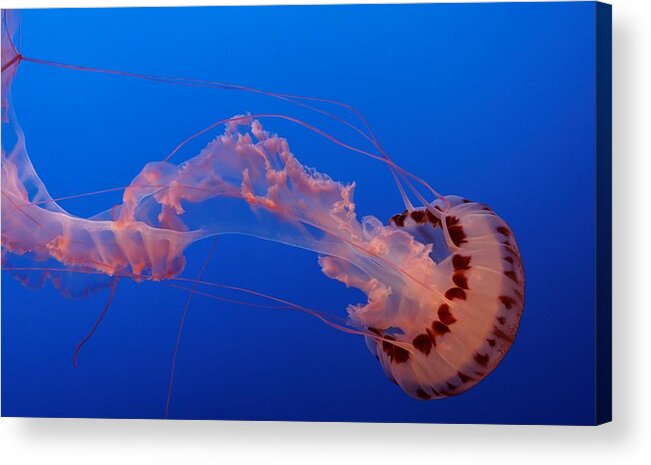 Jelly Acrylic Print featuring the photograph Jelly Beauty #1 by Alexander Fedin