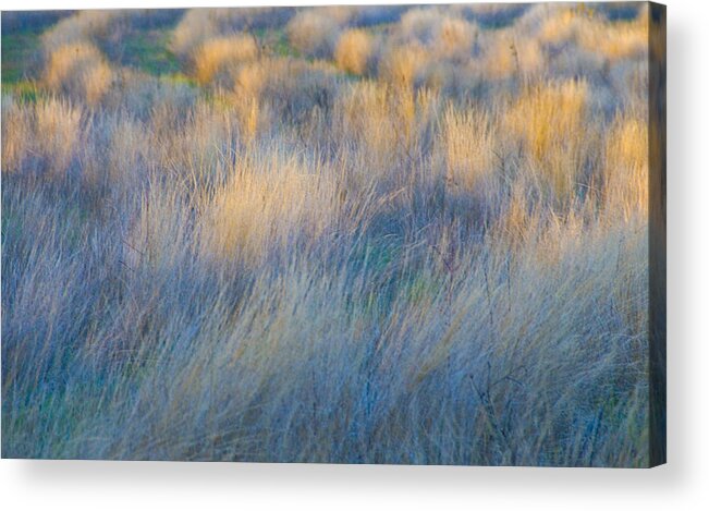 Grass Acrylic Print featuring the photograph Evening Light #2 by Larry Goss