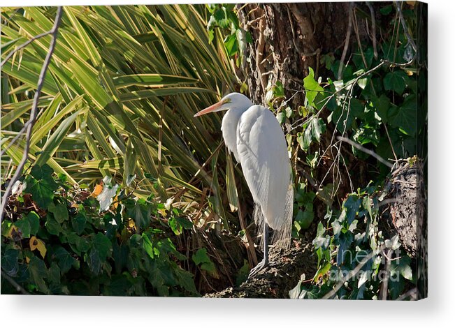 Kate Brown Acrylic Print featuring the photograph Great Egret by Kate Brown
