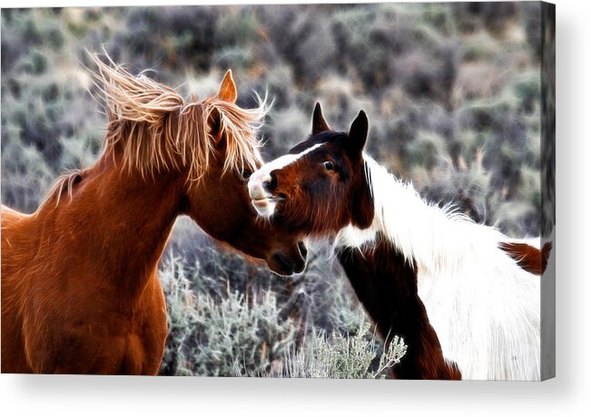 Wild Horses Acrylic Print featuring the photograph Horse Play #1 by Steve McKinzie