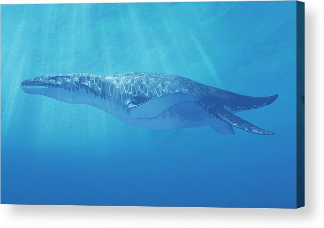Artwork Acrylic Print featuring the photograph Liopleurodon Marine Reptile #3 by Sciepro/science Photo Library