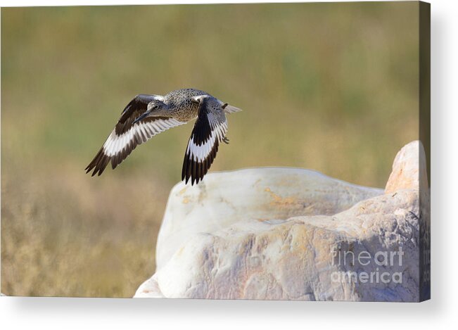 Bird Acrylic Print featuring the photograph Willet #1 by Dennis Hammer