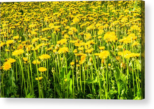 Landscape Acrylic Print featuring the photograph Yellow dandelions #3 by Michael Goyberg