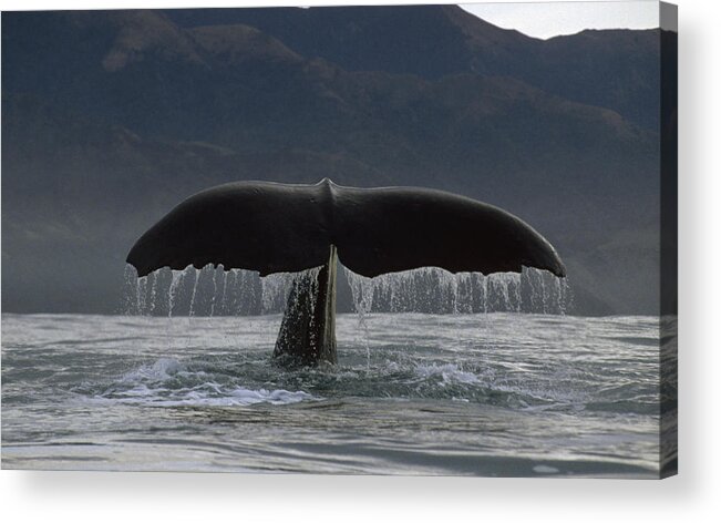 Feb0514 Acrylic Print featuring the photograph Sperm Whale Tail New Zealand #5 by Flip Nicklin