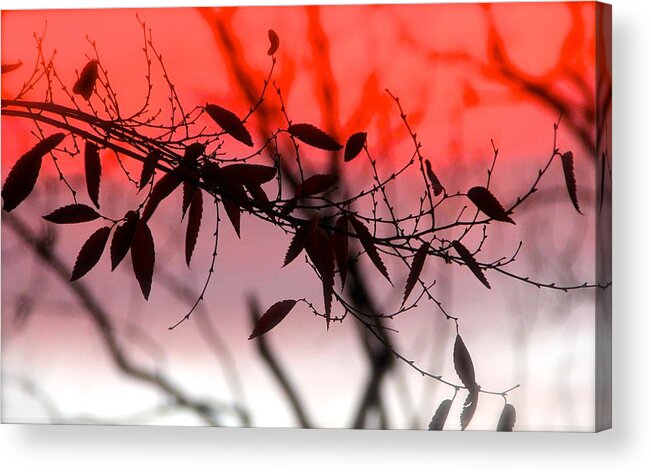 Nature Acrylic Print featuring the photograph Autumn Song by Tracy Male
