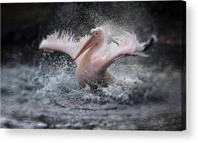 Wings Acrylic Print featuring the photograph Bathing Fun ..... by Antje Wenner-braun
