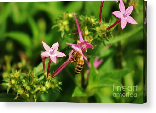 Bees Acrylic Print featuring the photograph Between Stars by Craig Wood