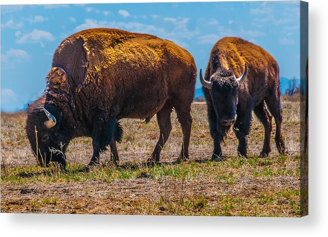 Bison Acrylic Print featuring the photograph Two Bison In Field In The Daytime by Tom Potter