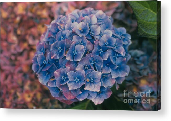 Hydrangea Acrylic Print featuring the photograph Blue Hydrangea by Heather Kirk