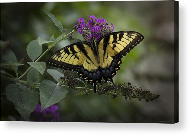 Butterfly Acrylic Print featuring the photograph Butterfly Effect by Phil Abrams