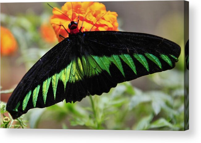 Butterfly - Jose Carlos Fernandes De Andrade Acrylic Print featuring the photograph Butterfly by Jose Carlos Fernandes De Andrade